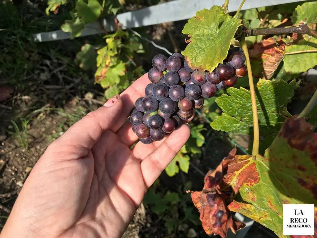 RUTA de 4 DIAS por CHAMPAGNE en FRANCIA - Ruta de 4 dias por la region de Champagne en Francia 307 Las uvas. Faro de Verzeney y museo del vino