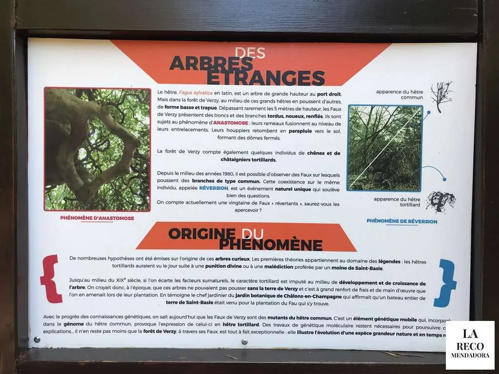 RUTA de 4 DIAS por CHAMPAGNE en FRANCIA - Ruta de 4 dias por la region de Champagne en Francia 343 Bosque de Faux de Verzy